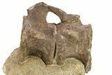 Sauropod (Camarasaurus) Caudal Vertebra Pair In Sandstone #280318-5